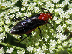 Arge coccinea