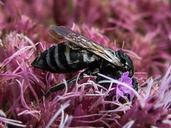 Triepeolus donatus