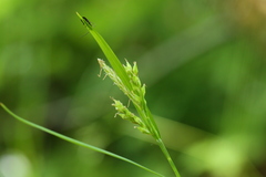 Carex hendersonii