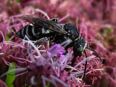 Triepeolus donatus