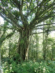 Ficus caulocarpa