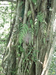 Asplenium neolaserpitiifolium