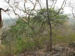 Morinda pubescens