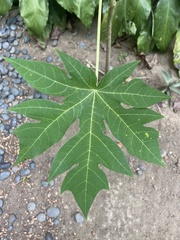 Carica papaya