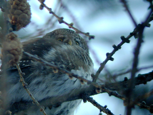 Glaucidium passerinum