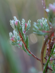 Darwinia biflora