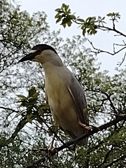 Nycticorax nycticorax