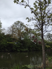 Nycticorax nycticorax