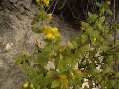 Hemichaena coulteri