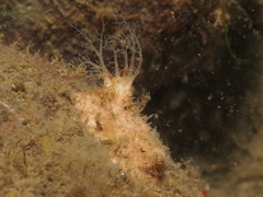 Psolidium bidiscum