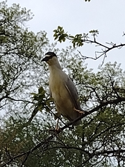 Nycticorax nycticorax