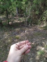 Erigeron acris droebachiensis