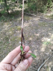 Erigeron acris droebachiensis