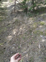 Erigeron acris droebachiensis