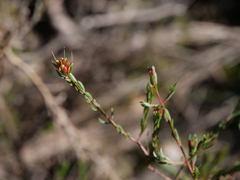Darwinia biflora