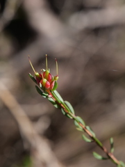 Darwinia biflora