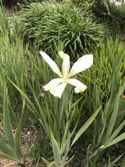 Iris orientalis