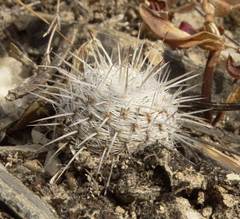 Mammillaria parkinsonii