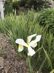 Iris orientalis