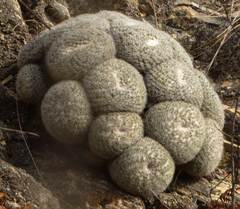 Mammillaria parkinsonii