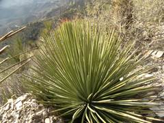 Agave striata