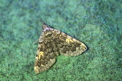 Idia calvaria