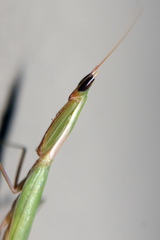 Episcopomantis chalybea