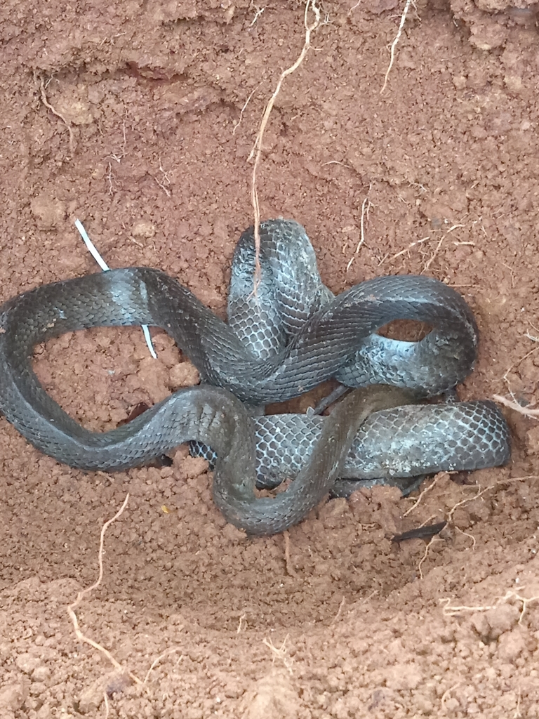 Oriental Rat Snake from N S Petromart on May 19, 2021 at 11:44 AM by ...