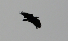 Corvus rhipidurus