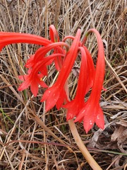 Cyrtanthus contractus