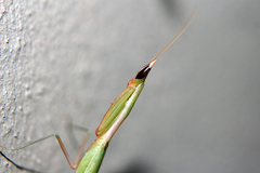 Episcopomantis chalybea