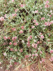 Helichrysum candolleanum