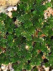 Selaginella eremophila
