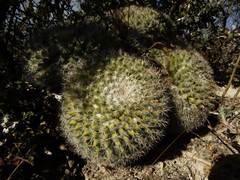 Mammillaria parkinsonii