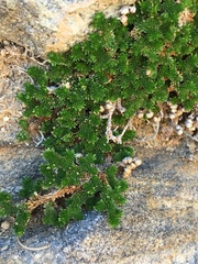 Selaginella eremophila