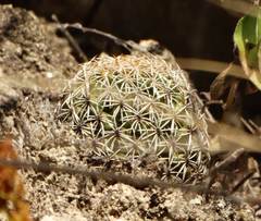 Coryphantha erecta