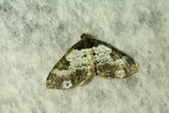 Melanthia procellata