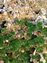 Selaginella eremophila