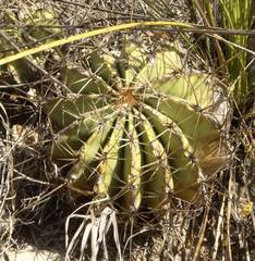 Ferocactus echidne