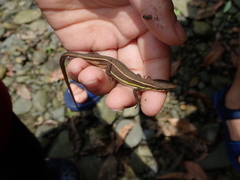 Takydromus viridipunctatus