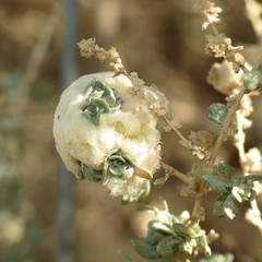 Asphondylia floccosa