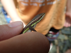 Takydromus viridipunctatus