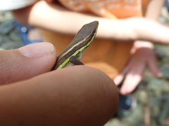 Takydromus viridipunctatus