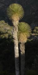 Yucca queretaroensis