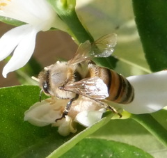 Apis mellifera