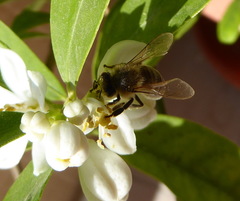 Apis mellifera