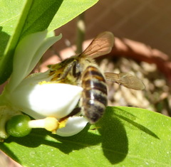 Apis mellifera
