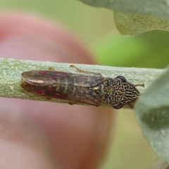 Homalodisca liturata