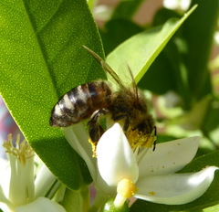 Apis mellifera