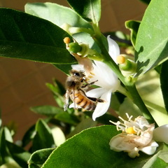 Apis mellifera